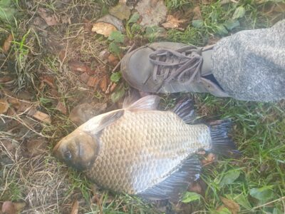 Prussian carp, 1.2 kg