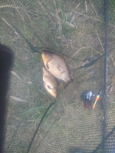 Crucian carp ×2