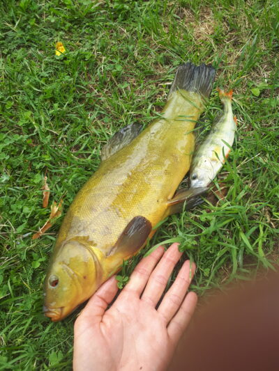 Tench
