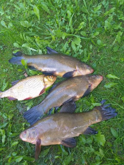 Tench