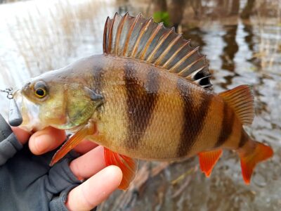 Eurasian perch