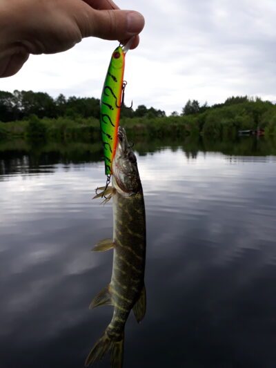 Northern Pike