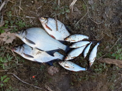 Carp bream ×3 — Kelpšaičių