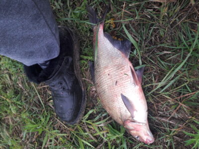 Carp bream, 1.5 kg — Neman River
