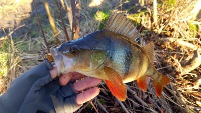 Eurasian perch