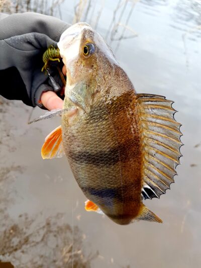 Eurasian perch