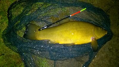 Tench, 1.3 kg