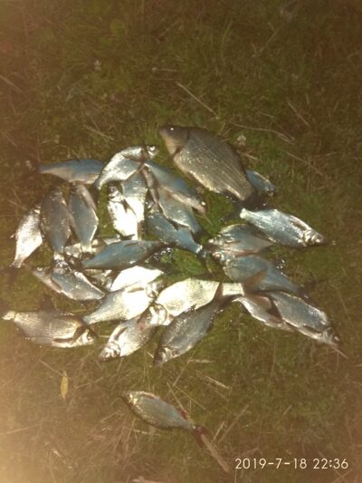 Silver Bream — Talkša