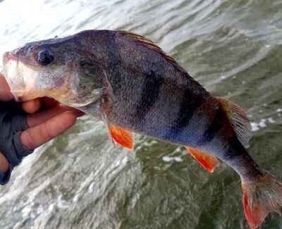 Eurasian perch