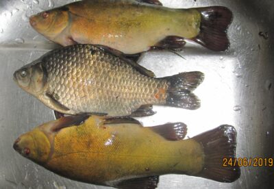 Tench ×2