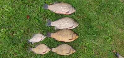 Prussian carp ×6