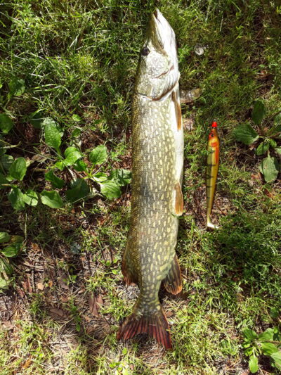 Northern Pike, 4.0 kg