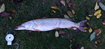 Northern Pike, 3.2 kg