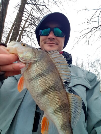 Eurasian perch