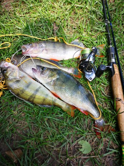 Eurasian perch ×4