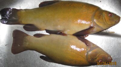 Tench ×2
