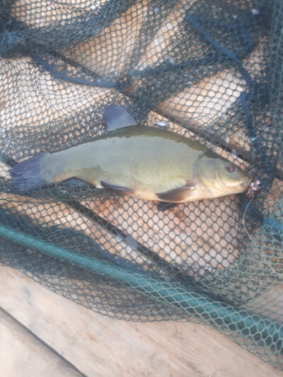 Tench ×3