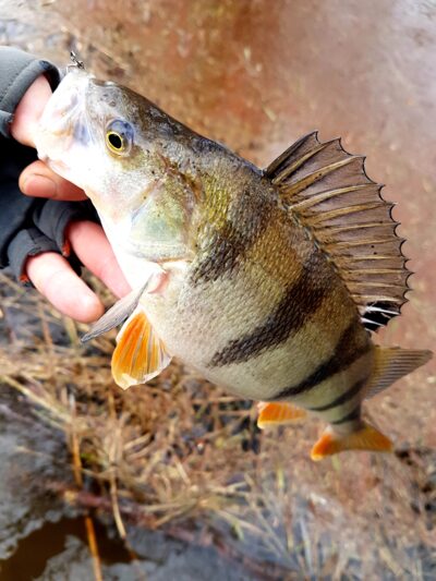 Eurasian perch