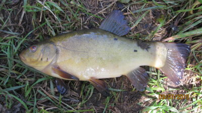 Tench ×2