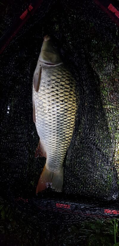 Carp
