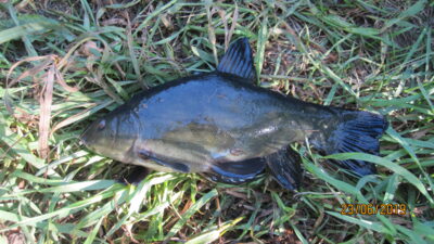Tench