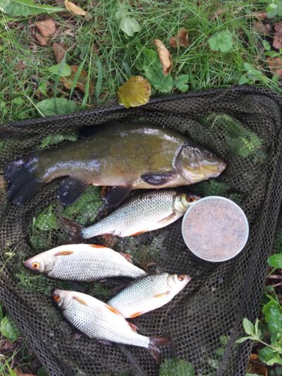 Tench, 1.0 kg