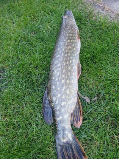 Northern Pike
