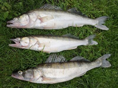 Pike perch ×3 — Kuršių