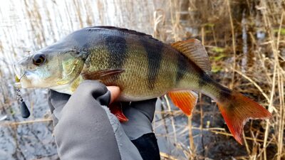 Eurasian perch