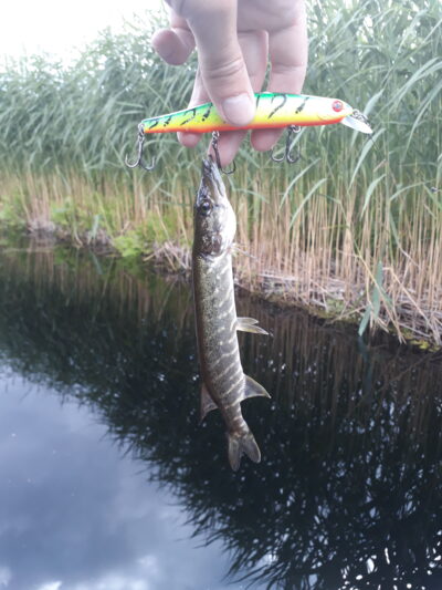 Northern Pike