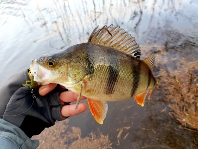 Eurasian perch
