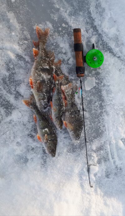 Eurasian perch ×8