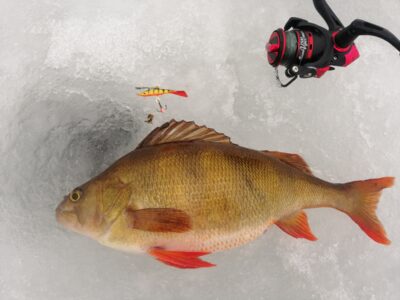 Eurasian perch — Ekrano gamyklos
