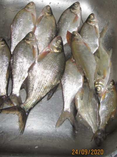 Silver Bream ×11 — Pakumulšių II-asis