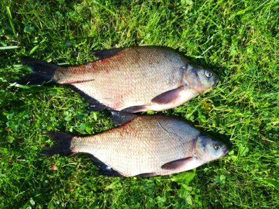 Carp bream, 1.4 kg — Zalvė