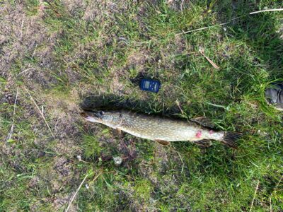 Northern Pike, 2.2 kg — Rubikių
