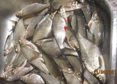 Silver Bream ×28 — Pakumulšių II-asis