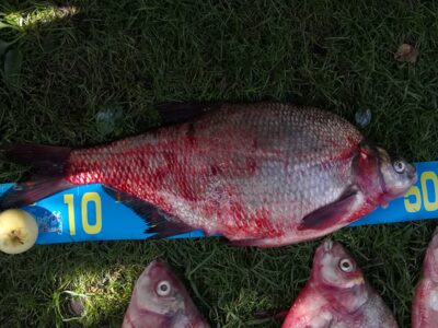 Carp bream, 2.3 kg — Kuršių