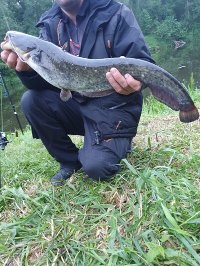 Wels catfish