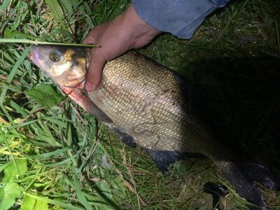 Carp bream, 1.1 kg — Rubikių