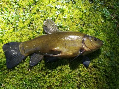 Tench, 1.2 kg — Sartai