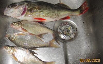 Eurasian perch, 0.5 kg