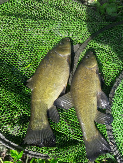 Tench ×2 — Užvenčio