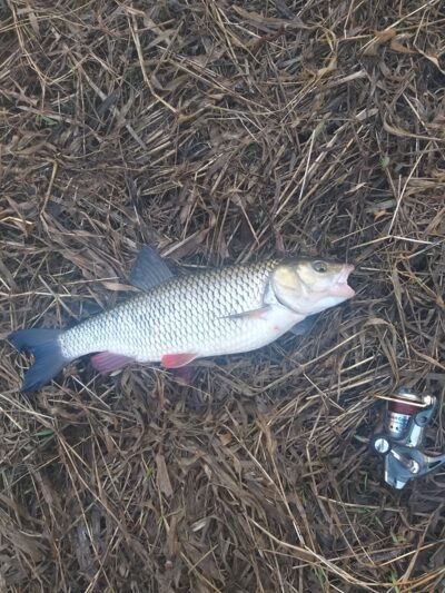 chub, 1.4 kg — Neris River
