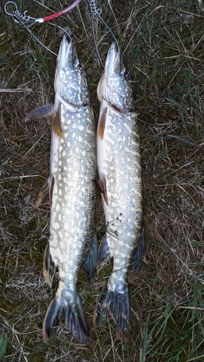 Northern Pike ×2