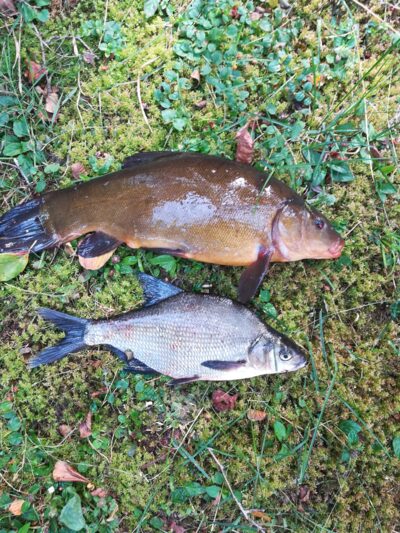 Tench — Sartai