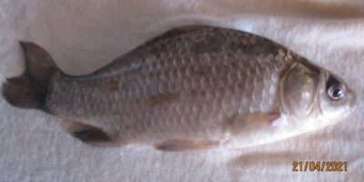 Prussian carp, 0.2 kg