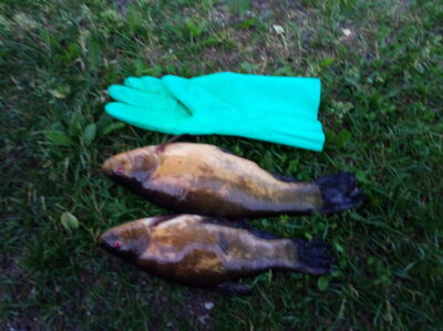 Tench ×2