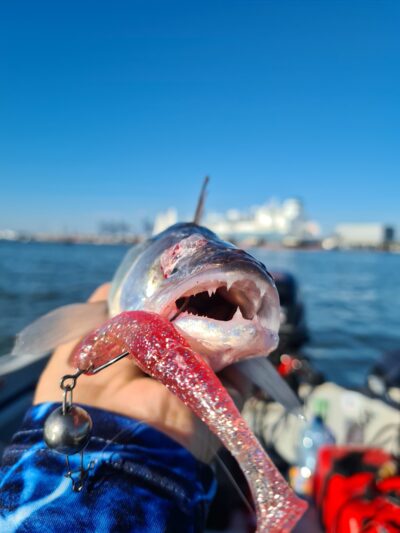 Pike perch