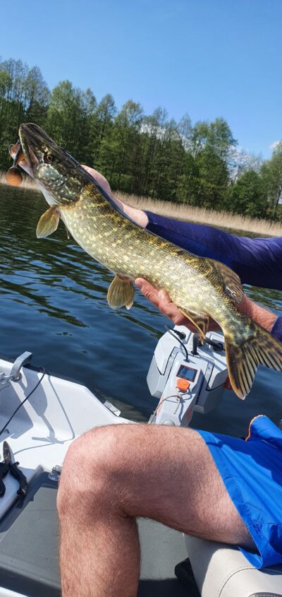 Northern Pike